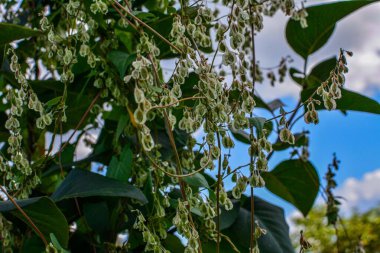 Heart shaped bindweed (Fallopia Convolvulus) at a fence