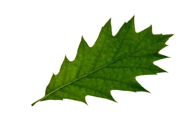 Hojas Roble Rojo Quercus Rubra Aisladas Sobre Fondo Blanco — Foto de Stock