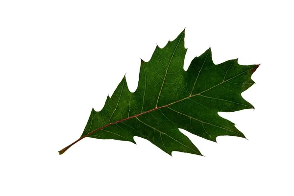 Liści Dąb Czerwony Quercus Rubra Białym Tle Biały — Zdjęcie stockowe