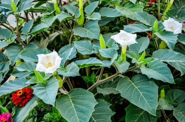 White trumpet shaped flower of hallucinogen plant Devil's Trumpet, also called Jimsonweed, latin name Datura Stramonium. Spiky seed capsule in background