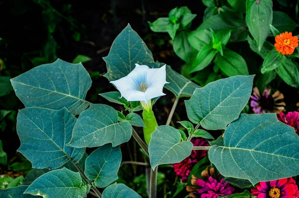 White Trumpet Shaped Flower Hallucinogen Plant Devil Trumpet Also Called — Photo