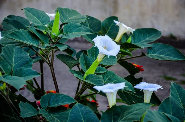 White Trumpet Shaped Flower Hallucinogen Plant Devil Trumpet Also Called — Photo