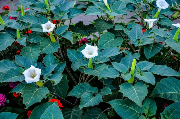 White trumpet shaped flower of hallucinogen plant Devil's Trumpet, also called Jimsonweed, latin name Datura Stramonium. Spiky seed capsule in background