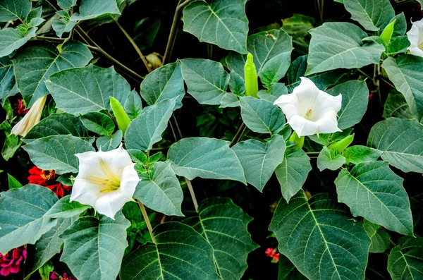 White Trumpet Shaped Flower Hallucinogen Plant Devil Trumpet Also Called — Stok fotoğraf