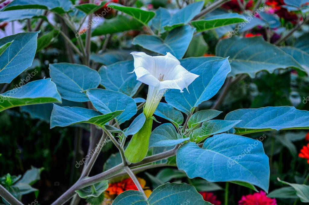 White trumpet shaped flower of hallucinogen plant Devil's Trumpet, also