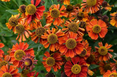 a flower club from autumn heleniums, a large beautiful flower bed of red flowers in the park .Blooming cultivar Helenium hybridum 'Moerheim Beauty' in the summer garden .