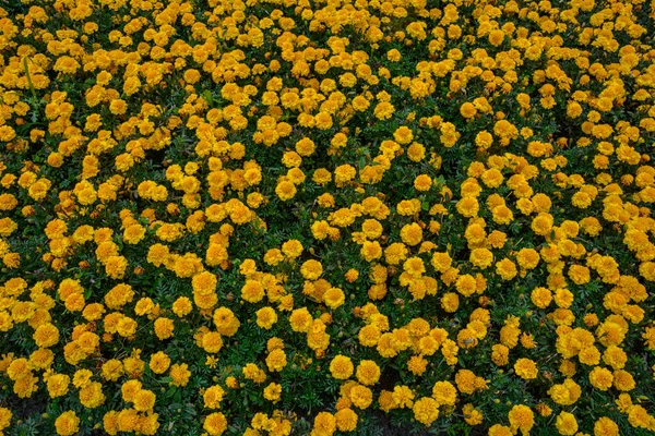 Tagetes Erecta Mexican Marigold Або Aztec Marigold African Marigold Ornamental — стокове фото