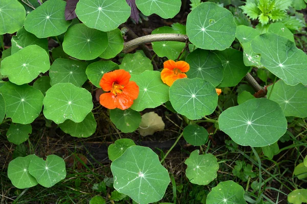 Nasturtium Yuvarlak Yapraklı Turuncu Sarı Kırmızı Yenilebilir Çiçekli Güney Amerika — Stok fotoğraf