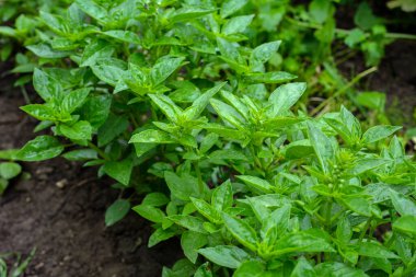 Sweet Basil leaves in the garden background. Green basil leaf agriculture . Ocimum basilicum Linn.The natural background of food