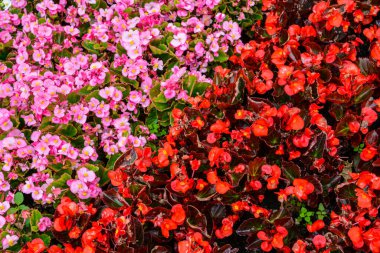 Depth of field of colorful semperflorens begonia flower blossom in flower garden .