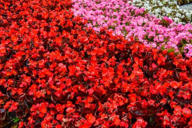 Depth of field of colorful semperflorens begonia flower blossom in flower garden .