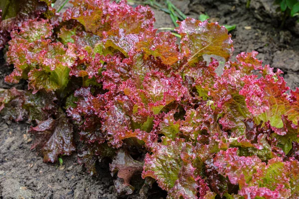 Red salad growing in the vegetable garden, background for packaging, banners and advertising.