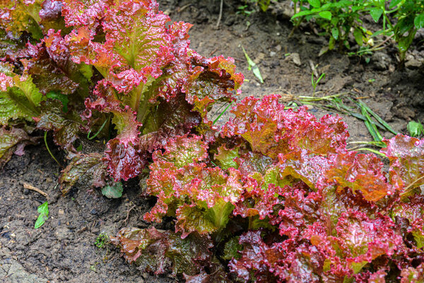 Red salad growing in the vegetable garden, background for packaging, banners and advertising.