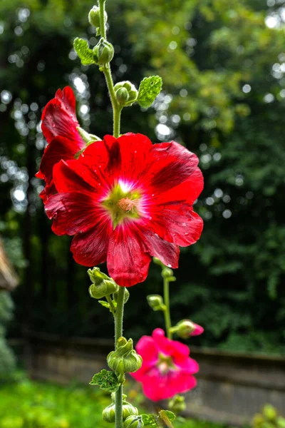 Flores Malva Uma Planta Herbácea Com Caules Peludos Flores Rosa — Fotografia de Stock