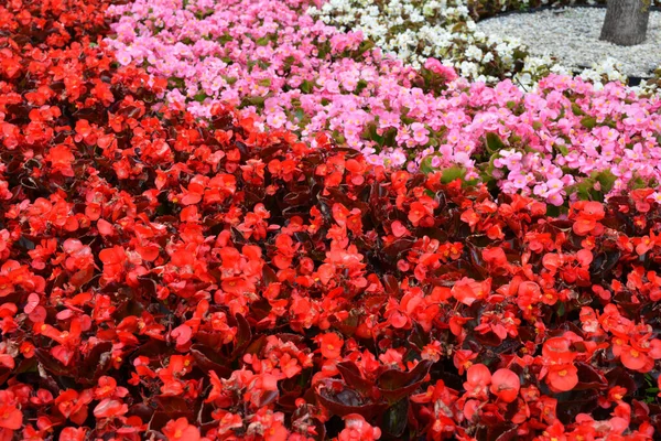 Depth Field Colorful Semperflorens Begonia Flower Blossom Flower Garden — Stockfoto