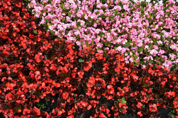 Depth Field Colorful Semperflorens Begonia Flower Blossom Flower Garden — Foto Stock