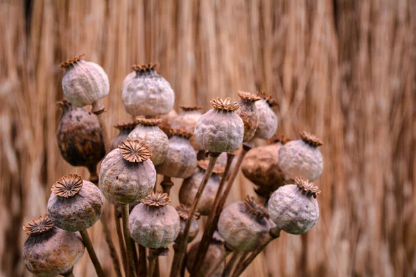 Opium Poppy Dry Poppy Plant Harvest Time Closeup Poppy Heads — Stock Photo, Image