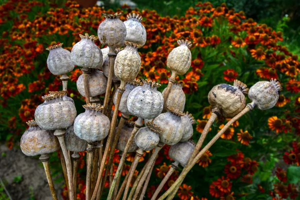 Opium Poppy Dry Poppy Plant Harvest Time Closeup Poppy Heads — Stock Photo, Image