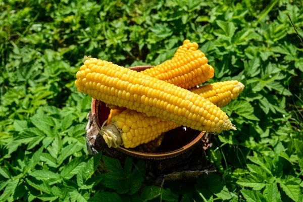 Boiled Corn Dish Healthy Eating Boiled Corn White Plate Close — Fotografia de Stock