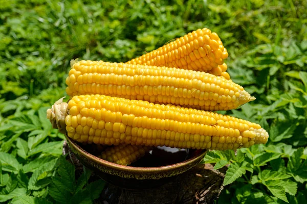Вареная Кукуруза Блюде Здорового Питания Варёная Кукуруза Белой Тарелке Крупным — стоковое фото