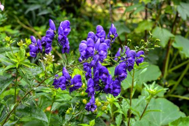 Aconitum napellus, Monkshood ya da kurt felaketi olarak da bilinir, uzun ömürlü zehirli bir bitkidir. .