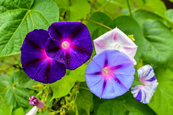 Tropical Morning Glory Ipomoea Alba Called Moonflower Moon Vine Also — Photo