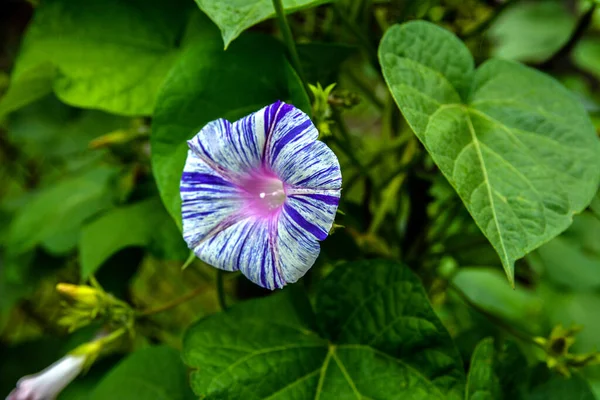 Tropical Morning Glory Ipomoea Alba Called Moonflower Moon Vine Also — Foto Stock