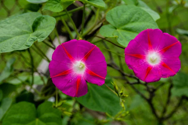 Tropical Morning Glory Ipomoea Alba Called Moonflower Moon Vine Also — Foto de Stock