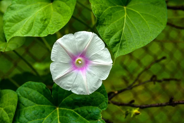 Tropical Morning Glory Ipomoea Alba Called Moonflower Moon Vine Also — Photo