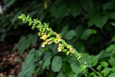 Sticky sage, Jupiter's sage, Salvia glutinosa, erect perennial herb. Unique plants in the garden. Medicinal plants in the garden or forest.
