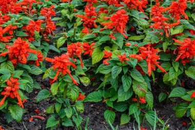 Potted plants with red flower spikes and dark green leaves of Red Salvia (Salvia splendens)