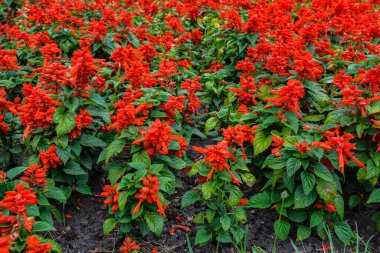 Potted plants with red flower spikes and dark green leaves of Red Salvia (Salvia splendens)