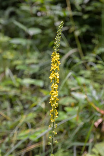 Agrimonia Eupatoria 'nın sarı çiçekleri tarlada çiçek açıyor. Agrimonia Eupatoria bitkisi. Yaygın tarımsal sarı çiçekler kapanıyor. İlaç fabrikası.