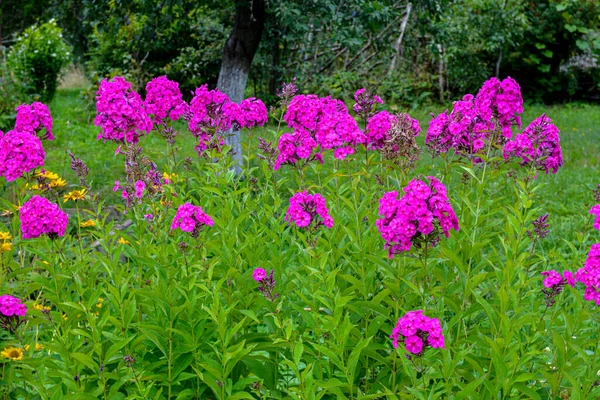 Beautiful pink, summer flowers of Phlox Paniculata . Flowering branch of purple phlox in the garden in rainy weather.