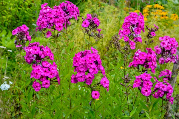 Beautiful pink, summer flowers of Phlox Paniculata . Flowering branch of purple phlox in the garden in rainy weather.
