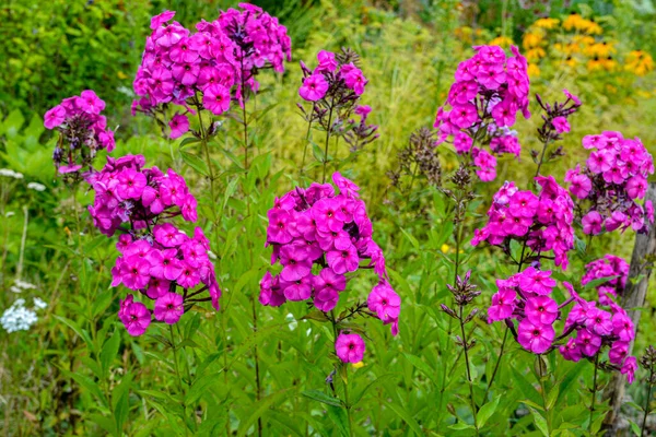 Beautiful Pink Summer Flowers Phlox Paniculata Flowering Branch Purple Phlox — Stock Photo, Image