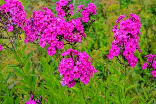 Beautiful pink, summer flowers of Phlox Paniculata . Flowering branch of purple phlox in the garden in rainy weather.