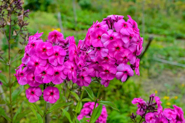 Beautiful pink, summer flowers of Phlox Paniculata . Flowering branch of purple phlox in the garden in rainy weather.