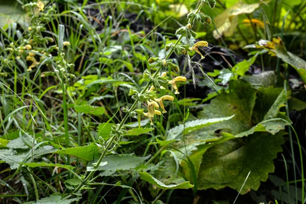 Sticky Sage Jupiter Sage Salvia Glutinosa Erect Perennial Herb Unique — Zdjęcie stockowe