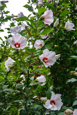 Close up of Hibiscus rosa-sinensis, known colloquially as Chinese hibiscus is widely grown as an ornamental plant in the tropics and subtropics.