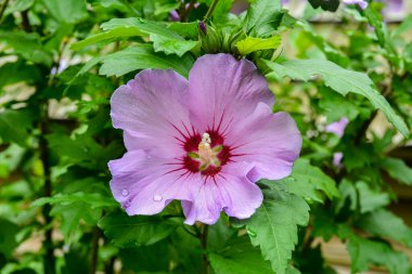 Close up of Hibiscus rosa-sinensis, known colloquially as Chinese hibiscus is widely grown as an ornamental plant in the tropics and subtropics.