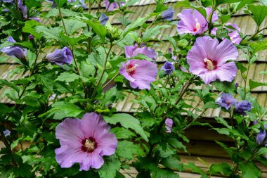 Close up of Hibiscus rosa-sinensis, known colloquially as Chinese hibiscus is widely grown as an ornamental plant in the tropics and subtropics.