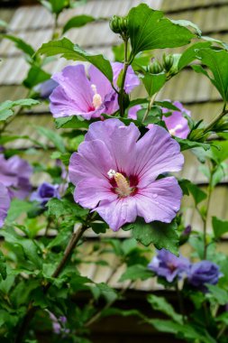 Close up of Hibiscus rosa-sinensis, known colloquially as Chinese hibiscus is widely grown as an ornamental plant in the tropics and subtropics.