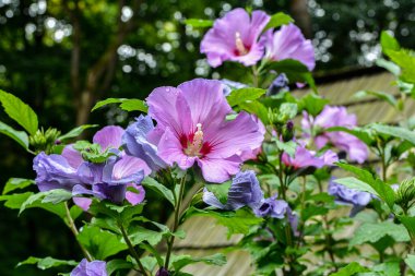 Close up of Hibiscus rosa-sinensis, known colloquially as Chinese hibiscus is widely grown as an ornamental plant in the tropics and subtropics.