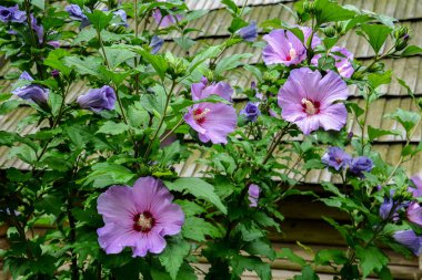 Close up of Hibiscus rosa-sinensis, known colloquially as Chinese hibiscus is widely grown as an ornamental plant in the tropics and subtropics.