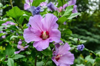 Close up of Hibiscus rosa-sinensis, known colloquially as Chinese hibiscus is widely grown as an ornamental plant in the tropics and subtropics.