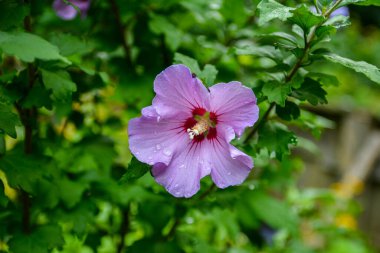 Close up of Hibiscus rosa-sinensis. Hibiscus rosa-sinensis is a flowering plant known as Chinese hibiscus, China rose, Hawaiian hibiscus, rose mallow, shoeblack plant.