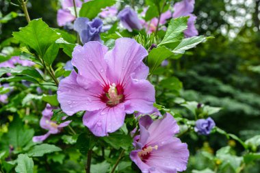 Close up of Hibiscus rosa-sinensis, known colloquially as Chinese hibiscus is widely grown as an ornamental plant in the tropics and subtropics.