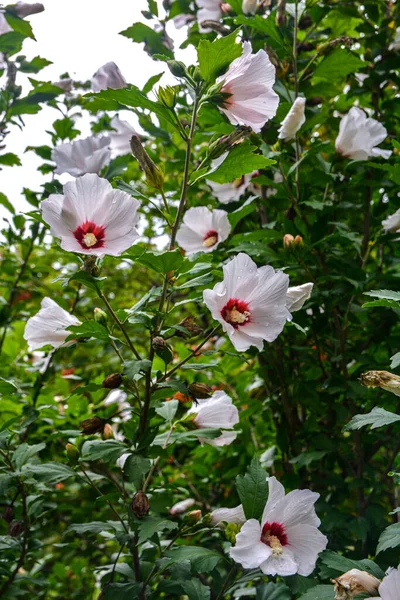 Close up of Hibiscus rosa-sinensis, known colloquially as Chinese hibiscus is widely grown as an ornamental plant in the tropics and subtropics.