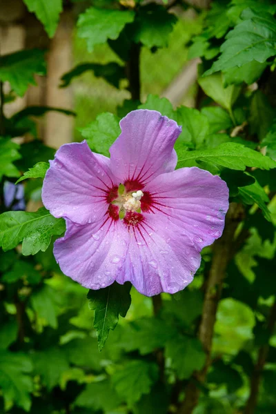 Close Hibiscus Rosa Sinensis Known Colloquially Chinese Hibiscus Widely Grown — Foto Stock